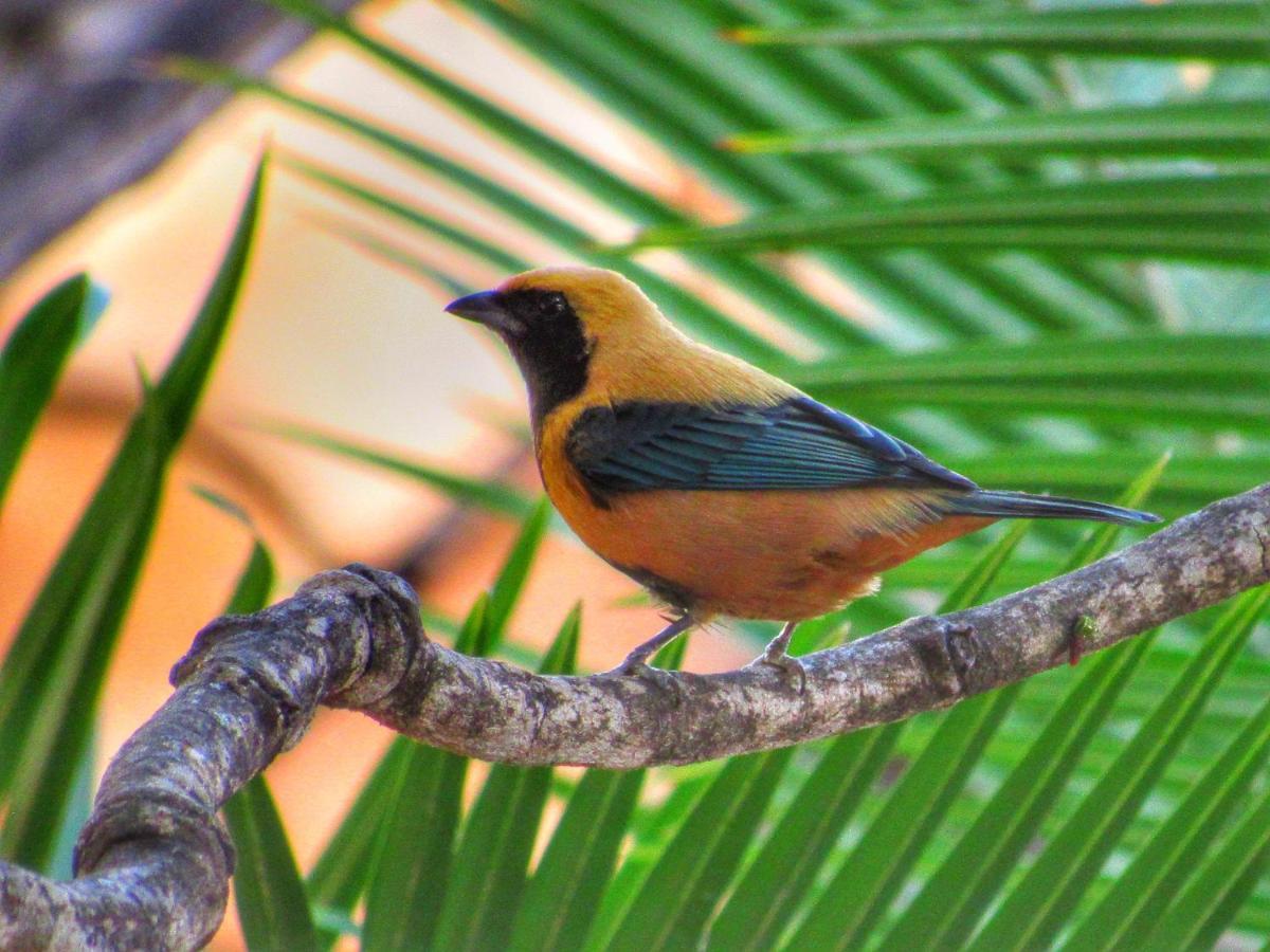 Pousada Anaue Cipo Serra do Cipo National Park ภายนอก รูปภาพ