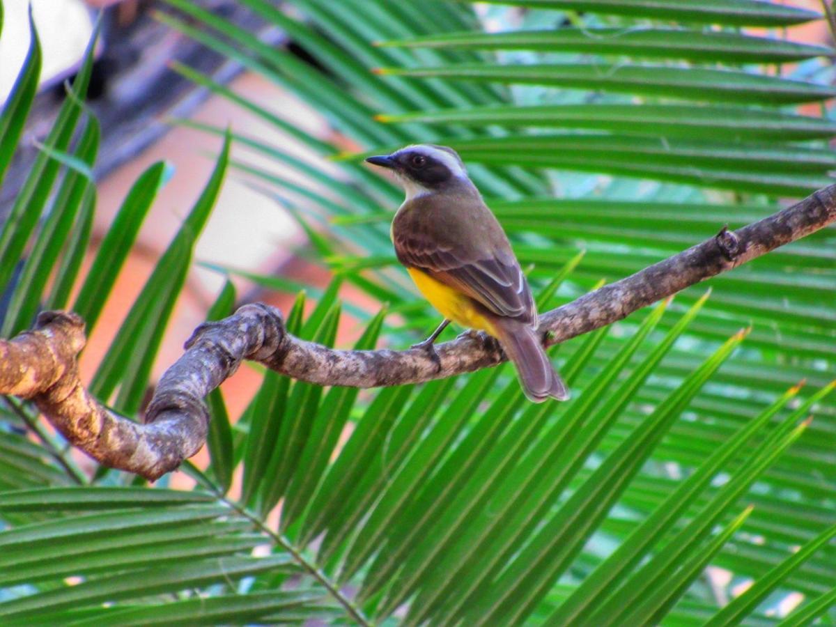 Pousada Anaue Cipo Serra do Cipo National Park ภายนอก รูปภาพ